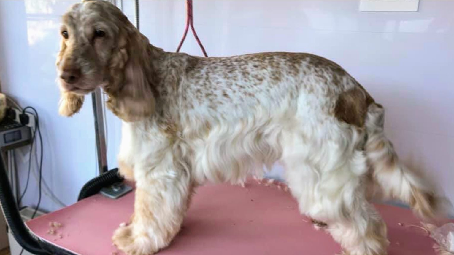 A cocker spaniel standing tall on the pink grooming table after his groom