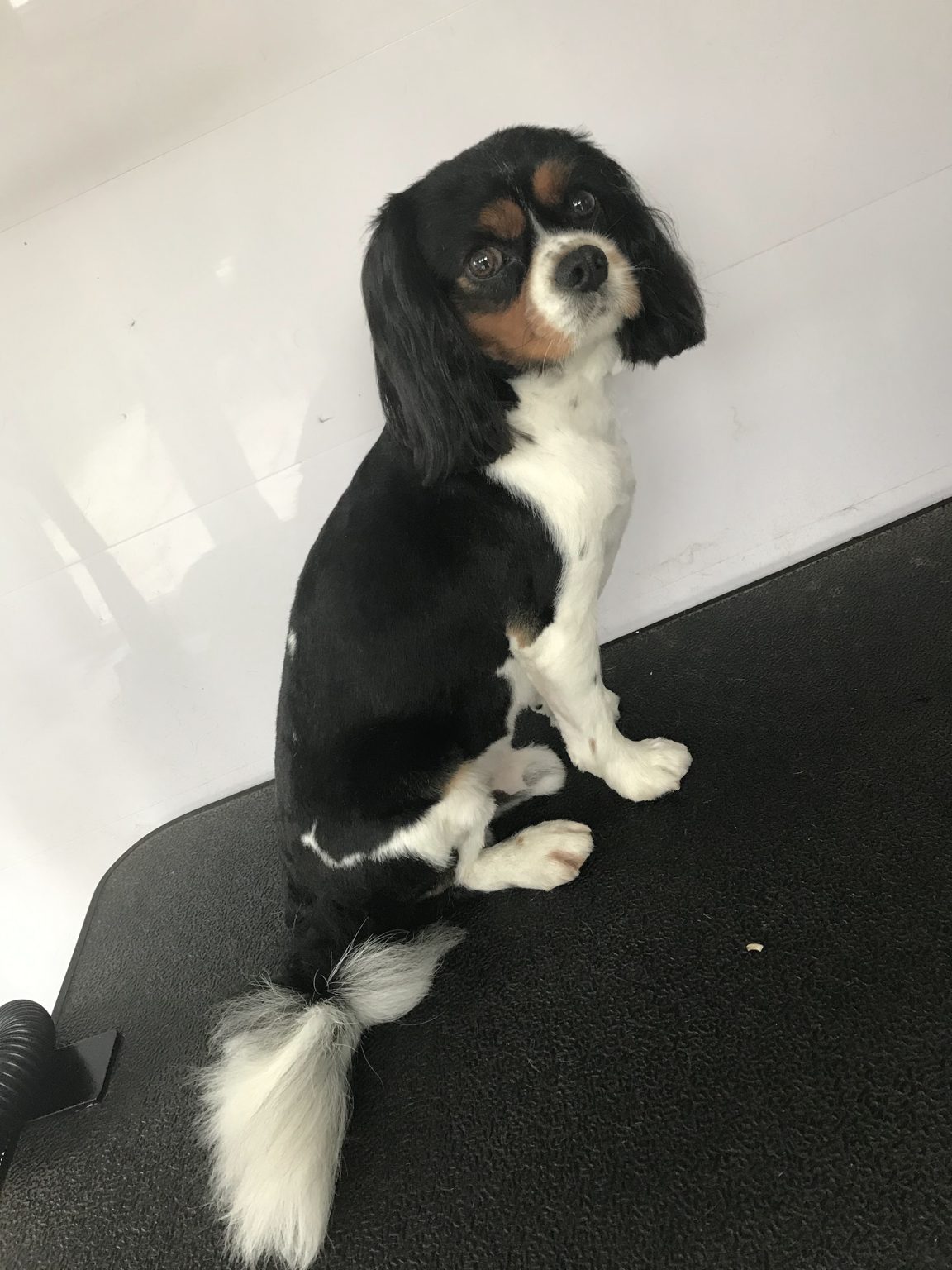 A black and white cavalier sitting on the grooming table, looking back over its shoulder