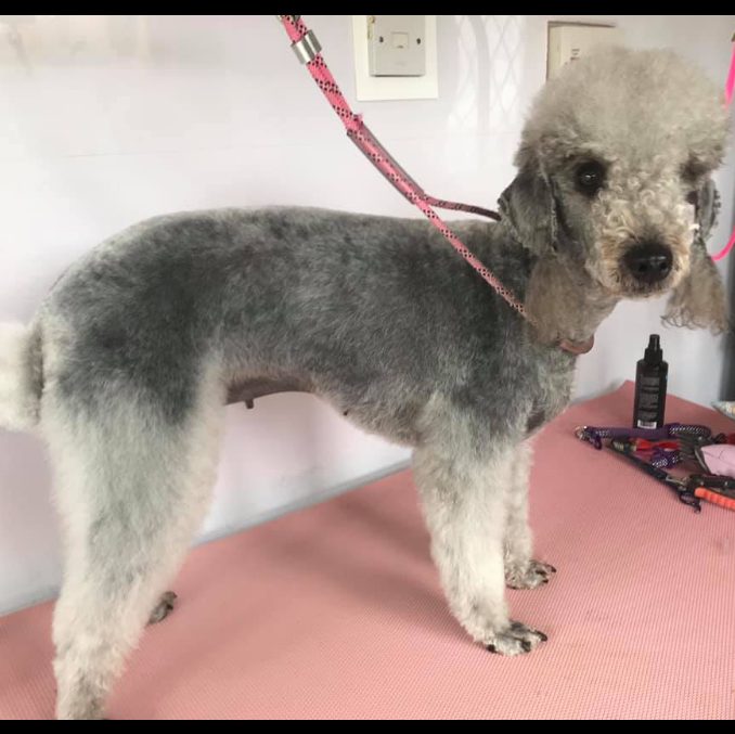 A grey poodle with a neat trim on the pink grooming table