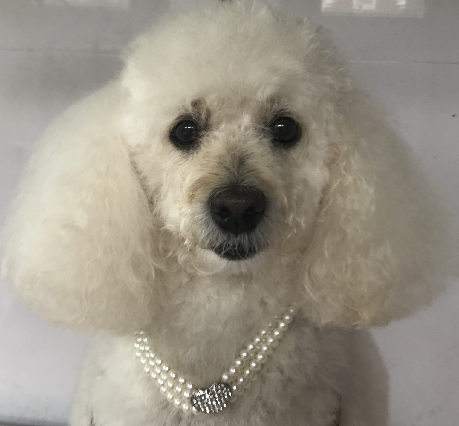 A fluffy white poodle wearing a pearl collar after her groom