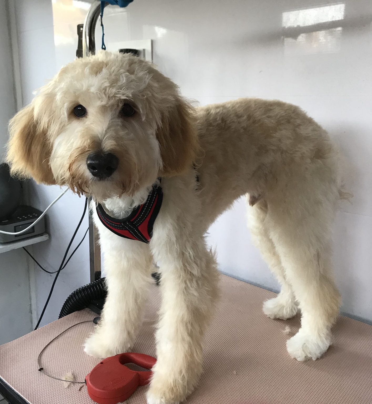 An apricot doodle standing on the grooming table after a trim