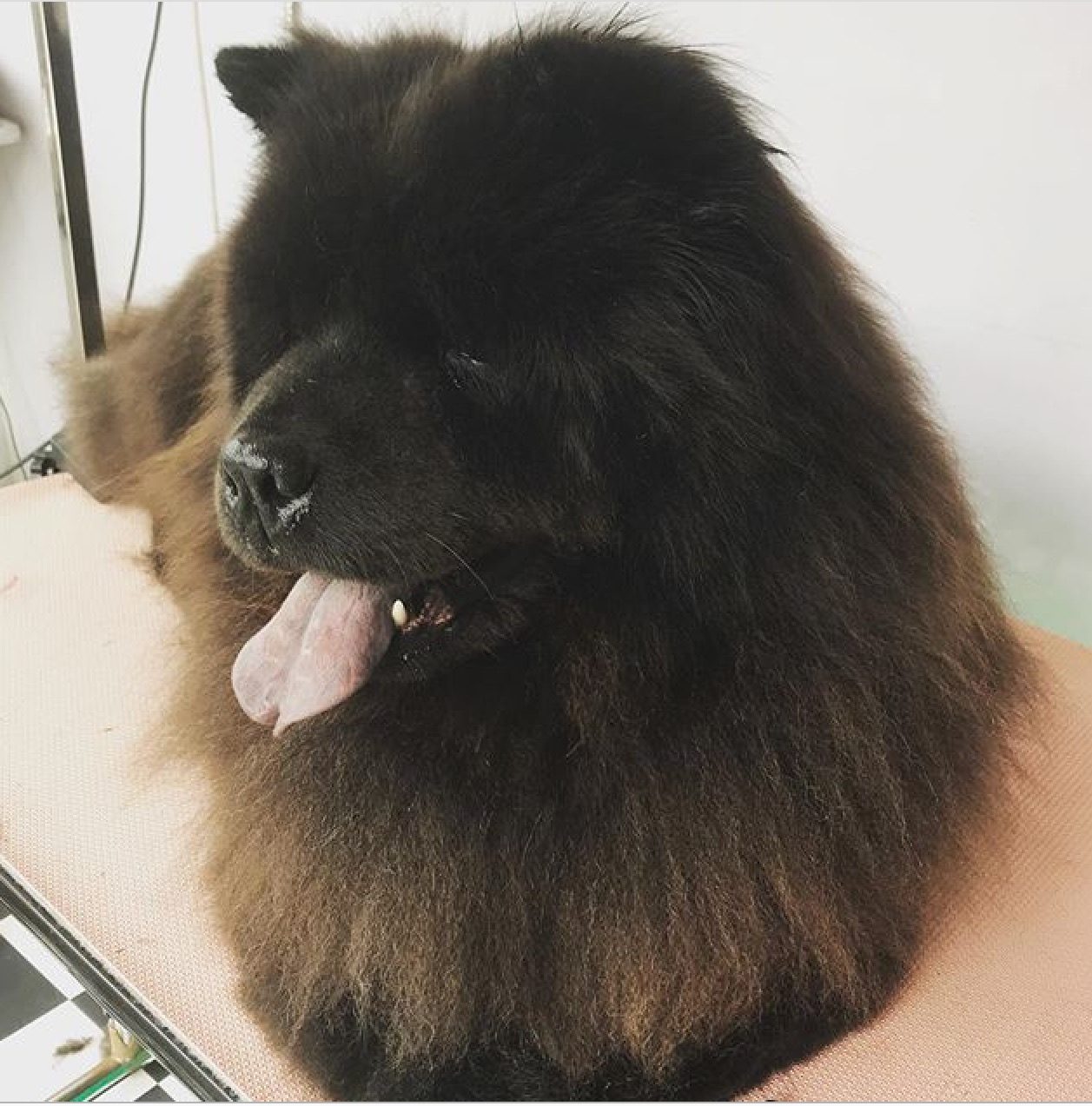 A thick-coated black chow, brushed out and happy