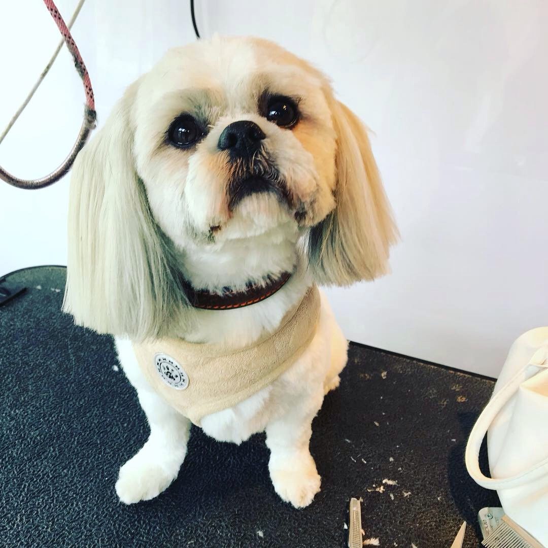 A shih tzu with long silky ears sitting up after a groom